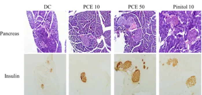 Fig. 3. Microscopic view of pancreas sections and immunostaining of insulin  Control, PCE 10, PCE 50 and pinitol 10 group