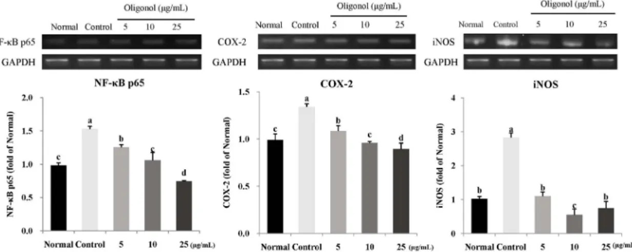 Fig. 5. Effect of oligonol on mRNA expression of NF-κB (A), COX-2 (B), and iNOS (C) under H 2 O 2 -induced oxidative stress in C6 glial cells