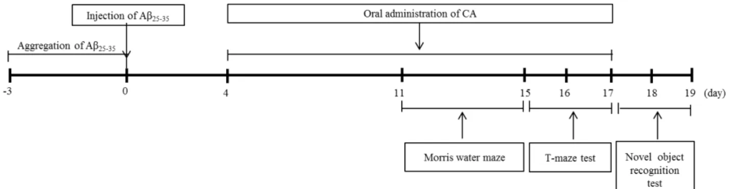 Fig. 1. Behavioral experimental schedule for mice injected with Aβ 25-35.