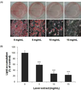 Fig. 1. The effect of laver extract on lipid accumulation in 3T3-L1 adipocytes. 