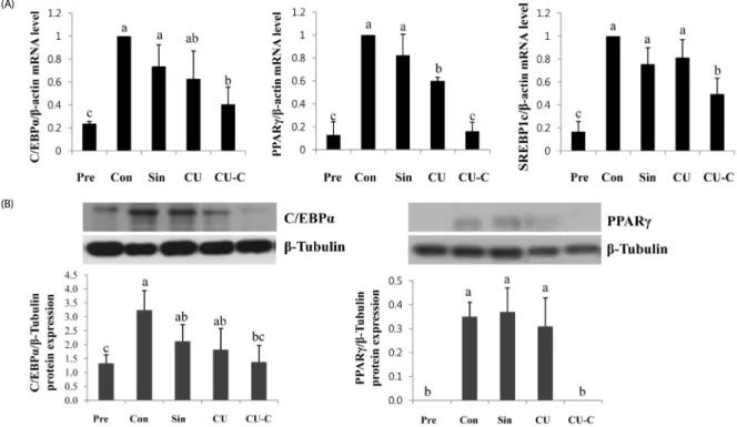 Fig. 2. Effects of Sinetrol, CU and CU-C at a dose of 0.5 mg/ml on lipid  accumulation in 3T3-L1 cells