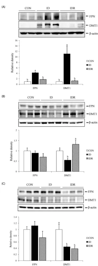 Fig. 3. Effects of developmental iron deficiency and the post-weaning iron repletion  on the protein levels of FPN and DMT1 expression in the duodenum (A), liver  (B), and spleen (C)