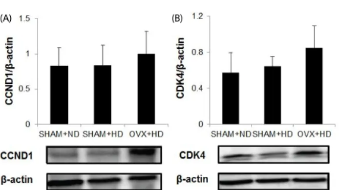 Fig. 2. Effects of excess fat and estrogen deprivation on expression of cell cycle  regulatory CCND1 and CDK4 protein in mammary tumor tissue samples