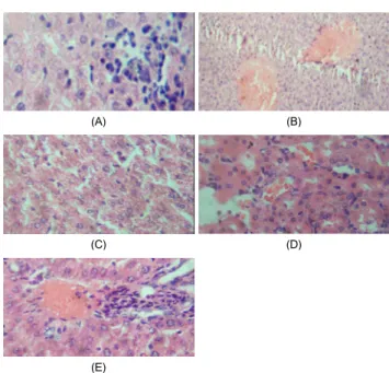 Table 2. Effects of Sesamum indicum on serum TG, ALT and AST activities (mean ± S.D.,  n = 6)
