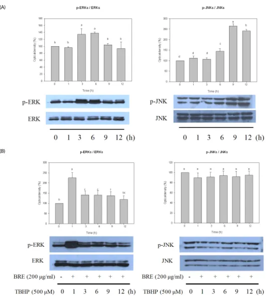 Fig. 3. Effect BRE on the ERK and JNK activation induced by TBHP. (A)  HepG2  cells  exposed  to  500  μM  TBHP  for  noted  times  were  subjected  to  Western  blot  analysis  using  phospho-specific  antibodies  to  ERKs  and  JNKs