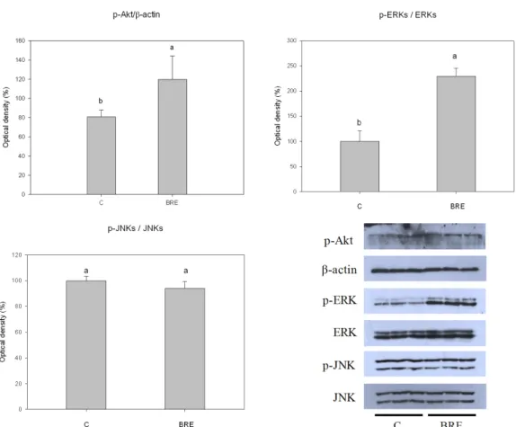 Fig. 4. Effect of BRE on the activation of AKT, ERKs, and JNKs. Cells were treated with BRE (200μg/mL) for 12 h were subjected to Western blot analysis
