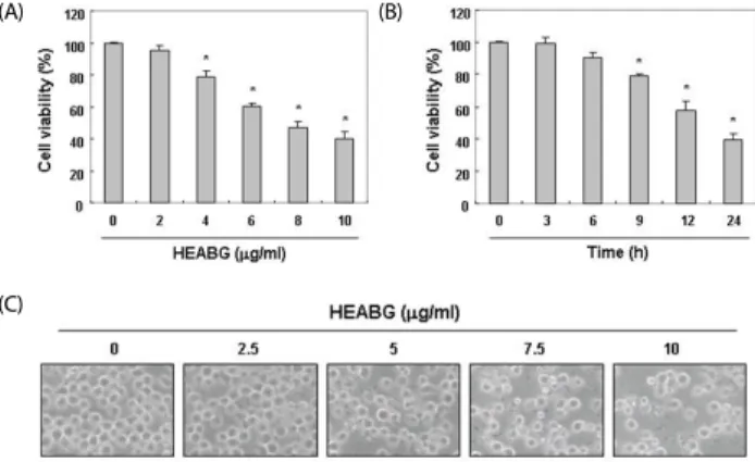 Fig. 1. Effect of HEABG on the viability and morphology of U937 cells. (A  and  B)  Cells  were  cultured  with  the  indicated  concentration  of  HEABG  for  24  h  (A)  or  with 10 μM HEABG for the indicated times (B)