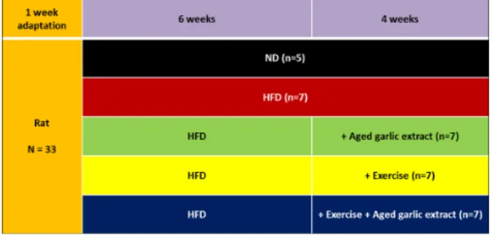 Fig. 1. Flow chart outlining the experimental groups. ND:  normal  diet,  HFD: 