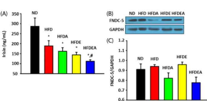 Fig. 4. Effects of AGE supplementation and exercise intervention on irisin (A)  and FNDC-5 (B,C) in high fat diet rats