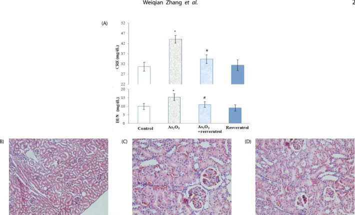 Fig. 2. Functional markers and morphological evaluation of rat kidneys. (A)  BUN  and  CRE  content  in  serum;  (B)  control  rats;  (C)  As 2 O 3 -treated  rats;  (D)  As 2 O 3 -treated  rats with resveratrol
