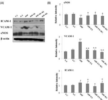 Fig. 5. Western blotting analysis of ICAM-1, VCAM-1 and eNOS (A). The  Densitometric  analyses  of  western  blotting  (B)  in  aorta  of  D-gal-induced  aging  rats  with high fat diet are shown