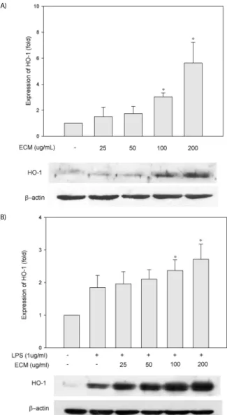 Fig. 5. Inductions by ECM of HO-1 protein expression in RAW264.7 cells. Cells  were  treated  (A)  without  or  (B)  with  LPS  and  indicated  concentrations  of  ECM  for  24 h