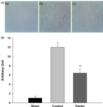 Fig. 3. Effect of apple pectin (AP) on activation of procaspase-3 to cleaved  caspase-3