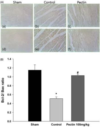 Fig. 4. Effect of apple pectin (AP) on expression of Bcl-2 and Bax. (A)  Photomicrographs of myocardial tissue sections showing Bcl-2 and Bax expression  (200×):  (a),  (d)  sham  group;  (b),  (e)  control  group;  (c),  (f)  AP-treated  group  (with  100
