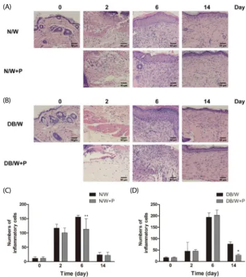 Fig. 1. Effects of Hominis placenta treatment on wound closure in normal and  diabetic mice