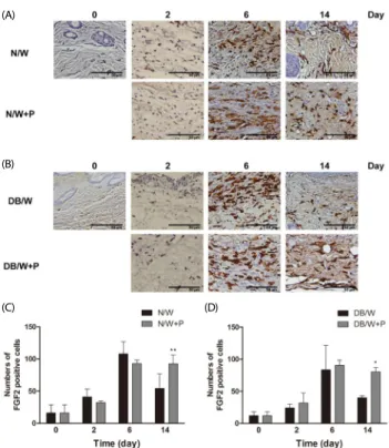 Fig. 3. Changes of FGF2 expression in normal and diabetic mice. Values  with  different  superscripts  are  significantly  different  by  2-way  ANOVA  followed  by  least  significant  difference  test  (* P < 0.05,  ** P < 0.01)