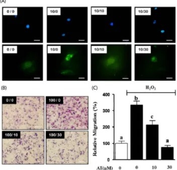 Fig. 4.  Effects  of  AT  on  migration  in  H 2 O 2 -stimulated VSMC.  (A)  ROS  production  was  assessed  using  1  μg/mL  DAPI  (upper  panel)  or  H 2 DCFDA  (lower  panel)  in  PDGF-BB-induced  proliferating  VSMC,  Magnification,  × 400