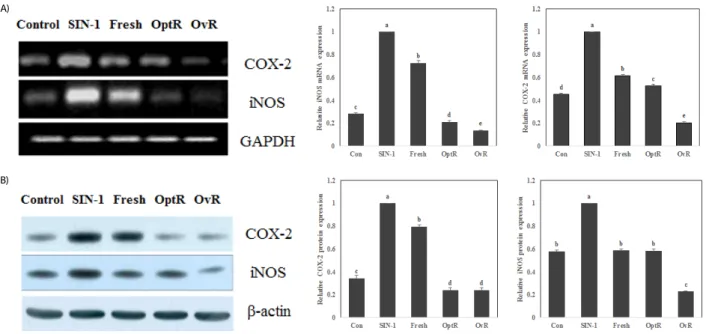 Fig. 3. Protective effect of kimchi under different fermentation stage on cell  viability and TBARS generation in SIN-1-treated LLC-PK 1  cells