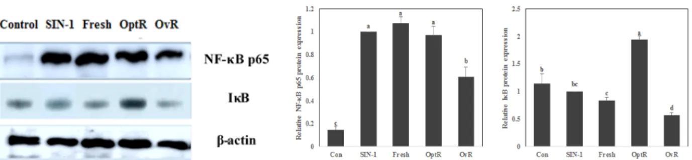 Fig. 5. Effect of kimchi under different fermentation stage on NF-κB p65 and IκB protein levels in SIN-1 treated LLC-PK 1  cells