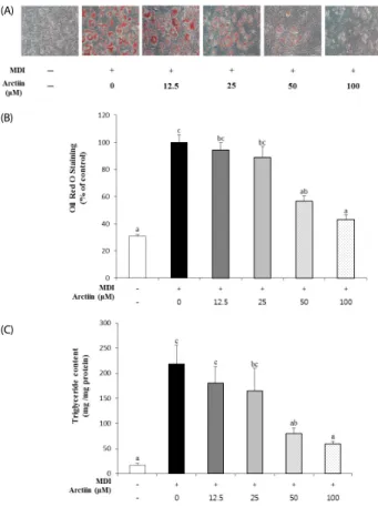Fig. 1. Effects of arctiin on the differentiation and adipogenesis of 3T3-L1 cells. 