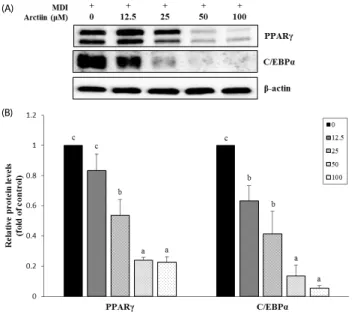 Fig. 4. Effects of arctiin on the expression of adipogenic genes in 3T3-L1 cells. 