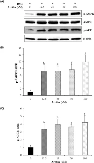 Fig. 5. Effects of arctiin on AMPK phosphorylation in 3T3-L1 cells.  The  phosphorylation  of  AMPK  and  ACC  in  3T3-L1  cells  were  determined  by  Western  blot  analyses
