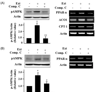 Fig. 3. Sasa  borealis extract activates AMPK in C2C12 and HepG2 cells. (A)  C2C12  cells  were  treated  with  the  extract  (40  μg/ml)  for  24  h  in  the  absence  or  presence of compound C (10 μM) (Comp.C)