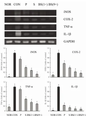 Fig. 6. Effects of bamboo salt (400 mg/kg b.w.) on protein expression levels  of iNOS, COX-2, TNF-α, and IL-1β in liver tissues of rats treated with CCl 4 
