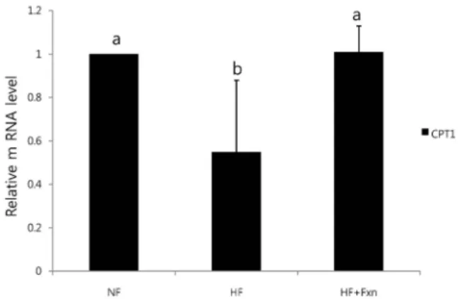 Fig. 3. Effect of fucoxanthin on mRNA expression of CPT1 in the liver of rats.