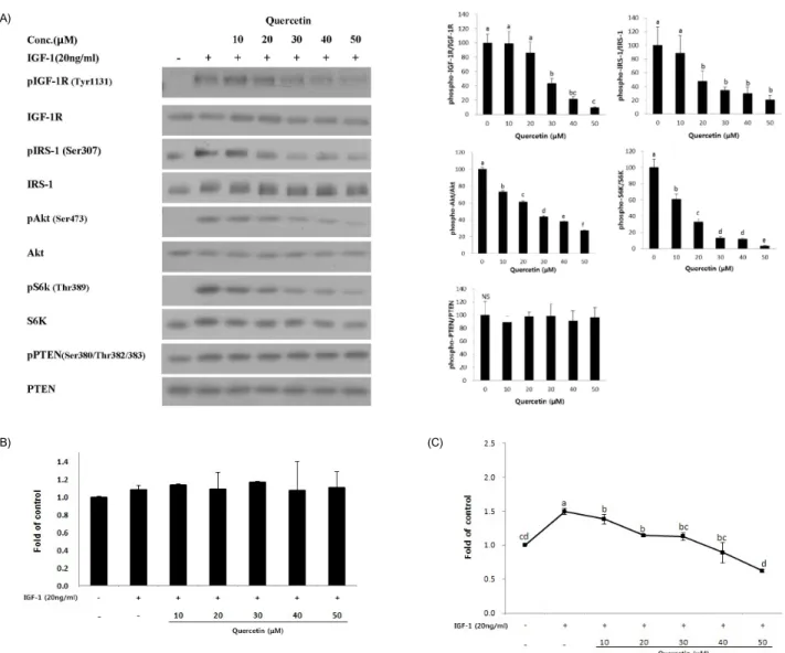 Fig. 4. Inhibition of IGF-1R activation and downstream effectors by quercetin in MT1/2 cells