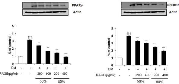 Fig. 5. Effect of resveratrol-amplified grape skin extracts on PPARγ and C/EBPα protein expression