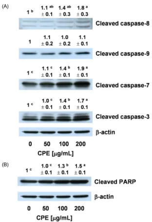 Fig. 2. Effect of an ethanol extract of chestnut powder (CPE) on AGS cell  viability and apoptosis