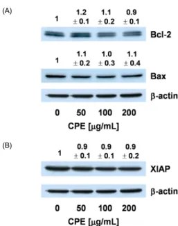 Fig. 4. Effect of an ethanol extract of chestnut powder (CPE) on the levels of  Bcl-2, Bax, and an inhibitor of apoptosis proteins (XIAP) in AGS cells