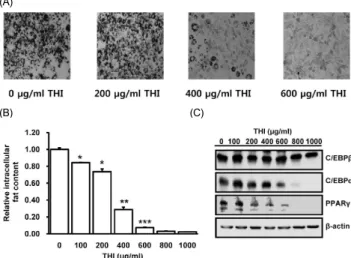 Fig. 2. THI administration decreases weights of epididymal adipose tissues. (A)  Weights of two epididymal adipose tissues were measured after 10 weeks of high-fat  diet  and  expressed  as  g/100  g  of  body  weight
