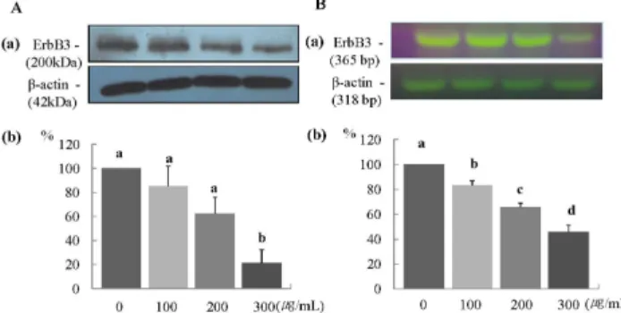 Fig. 2 ERL reduces protein and mRNA expression of ErbB 2  in MDA-MB-231  cells.  For  ErbB 2  protein  expression,  MDA-MB-231  cells  were  plated  in  a  100  mm  dish at a density of 1×10 5  cells/dish with DMEM/F12 supplemented with 10% FBS  for 48 h