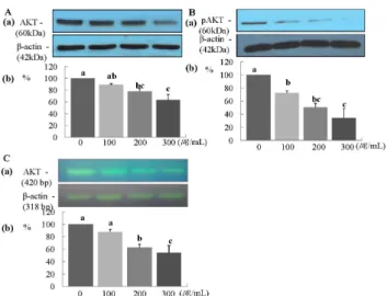 Fig. 5 ERL increases protein and mRNA expression of Bax in MDA-MB-231  cells.  For  Bax  protein  expression,  MDA-MB-231  cells  were  seeded  in  a  100  mm  dish at a density of 1×10 5  cells/dish with DMEM/F12 supplemented with 10% FBS  for 48 h