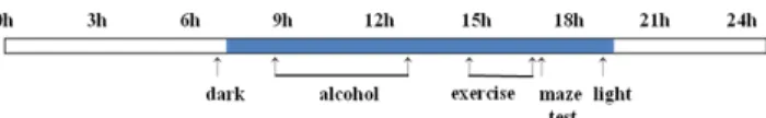 Fig. 1. Daily schedule of the experiment