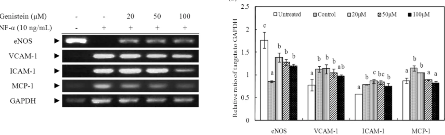 Fig. 4. Effects of genistein on mRNA gene expression in tumor necrosis factor (TNF)-α-stimulated human umbilical vascular endothelial cells (HUVECs)