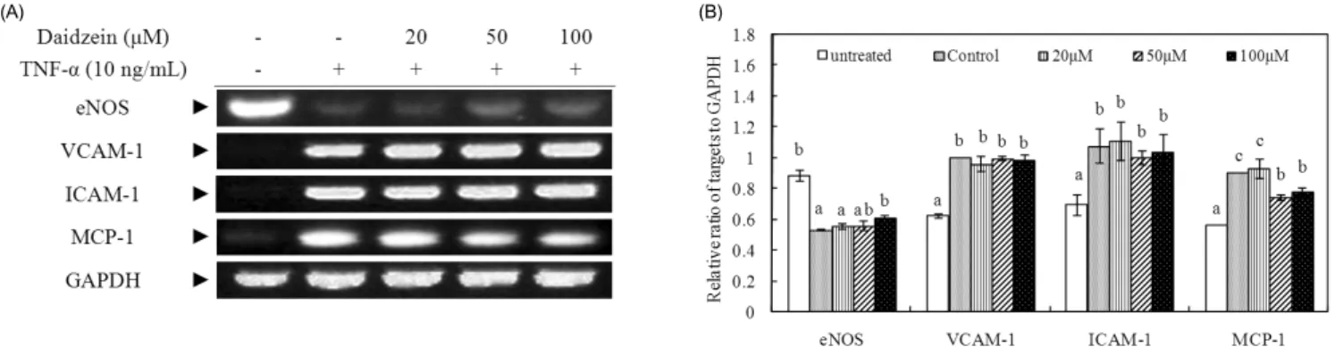 Fig. 5. Effects of daidzein on mRNA gene expression in tumor necrosis factor (TNF)-α-stimulated human umbilical vascular endothelial cells (HUVECs)