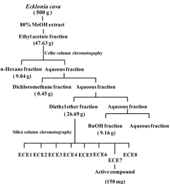 Fig. 1. Schematic of the isolation and purification of the active compound from  Ecklonia cava