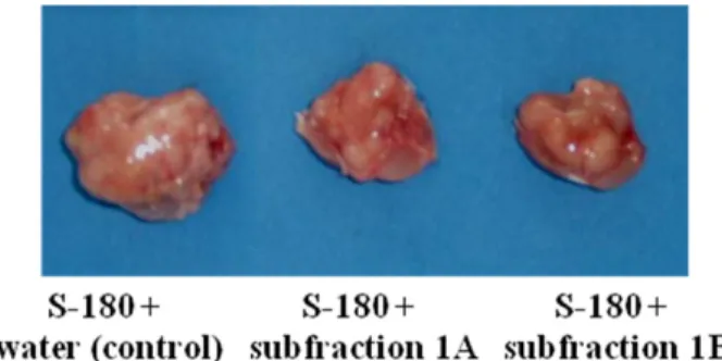 Fig. 2. Morphology of antitumor activity of subfraction 1 from Inonotus obliquus on mice bearing Sarcoma-180 cells (S-180)
