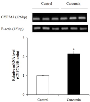 Fig. 3. Effects of dietary curcumin supplementation on hepatic CYP7A1 mRNA  expression