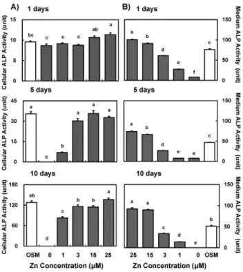 Fig. 2. ALP activity in osteoblastic MC3T3-E1 cells by zinc. Alkaline phosphatase (ALP) activity in MC3T3-E1 cells (synthesized ALP, A) and the media (secreted ALP,  B)  treated  with  zinc