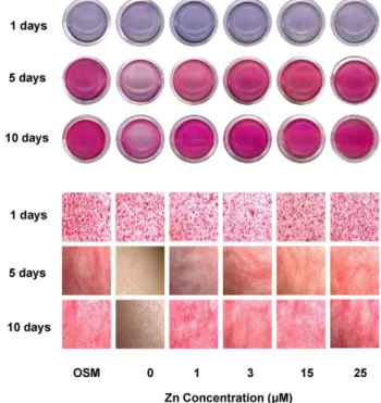 Fig. 3. Collagen synthesis in osteoblastic MC3T3-E1 cells by zinc. Cellular and  medium  collagen  concentration  was  measured  as  described  in  Methods