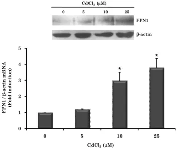 Fig. 6. Effects of cadmium treatment on the luciferase activity driven by  FPN1-promoter