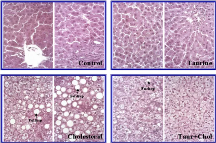Fig. 1. Microscopic appearance of liver tissue, (400)