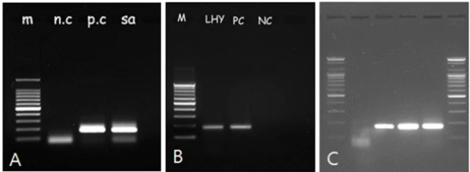Fig.  1.  Detection  of  B.  pertussis   by  polymerase  chain  reaction.  (A)  Lane  1,  100bp  DNA  ladder;  Lane  2,  Negative  control;  Lane  3,  Positive  control( B