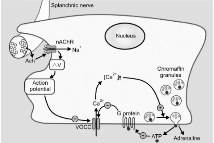 Fig.  5.  Schematic  diagram  of  chromaffin  cell  stimulus-secretion  coupling.  The  splanchnic  nerve  that  innervates  chromaffin  cell  release  acetylcholine  (Ach)  that  activates  the  nicotinic   acety-lcholine  receptor  (nAChR)  that  gates  
