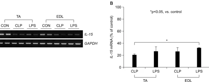 Figure  1.  IL-15  mRNA  expression  in  the  limb  muscles  of  the  sepsis  animal  model