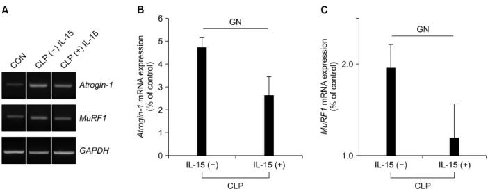 Figure  5.  Effect  of  IL-15  in  muscle  atrophy-related  gene  expression  in  the  sepsis  animal  model